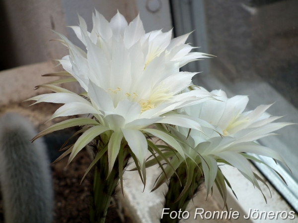 Echinopsis sjöborrekaktus